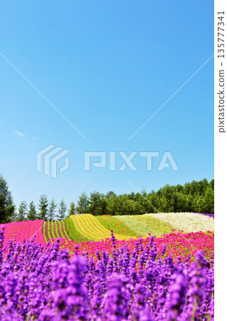 北海道藍天的富良野，美麗的花田 135777341