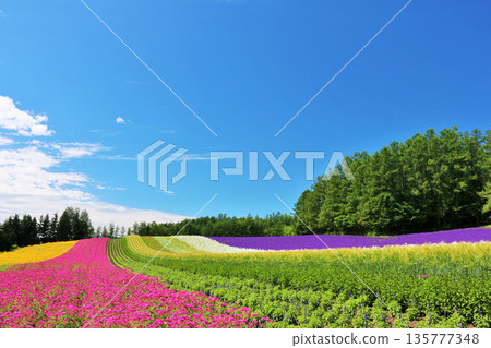 北海道藍天的富良野，美麗的花田 135777348