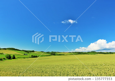 Hokkaido summer blue sky and Biei landscape Hokkaido summer blue sky and Biei landscape 135777353