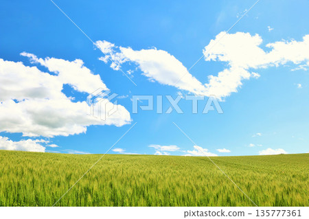 北海道夏天藍天和Biei風景 北海道夏天藍天和Biei風景 135777361