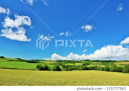 北海道夏天藍天和Biei風景 135777363