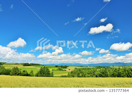 北海道夏天藍天和Biei風景 135777364
