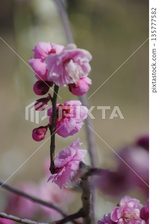 在岐阜縣安八町的百梅園，春天裡，白色和紅色的梅花與水仙花一起盛開。 135777582