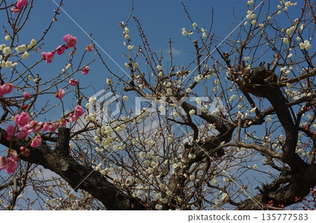 在岐阜縣安八町的百梅園，春天裡，白色和紅色的梅花與水仙花一起盛開。 135777583