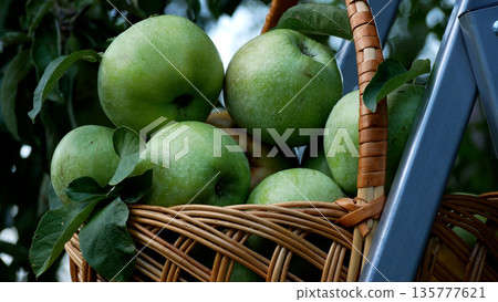 Green, large, juicy, ripe apples in a basket on a ladder near an apple tree. Green, large, juicy, ripe apples in a basket on a ladder near an apple tree. 135777621