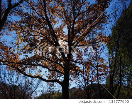 大阪山代池公園的秋葉 大阪山代池公園的秋葉 135777690