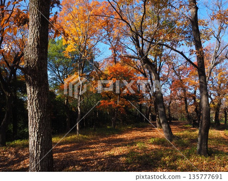 大阪山代池公園的秋葉 135777691