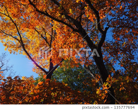 大阪山代池公園的秋葉 大阪山代池公園的秋葉 135777694