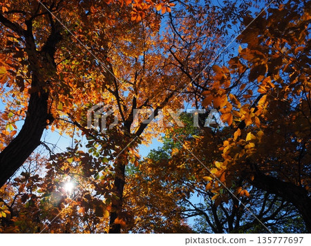 Autumn leaves in Yamadaike Park, Osaka 135777697