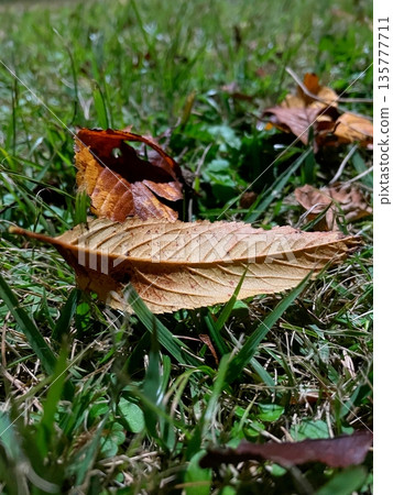 落葉倒在地上 落葉倒在地上 135777711