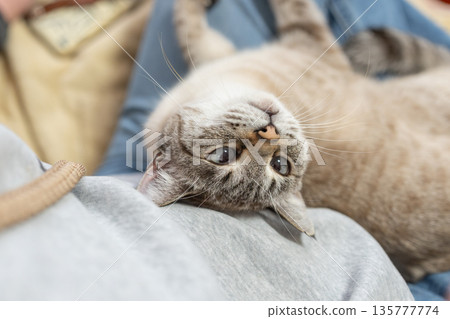 可愛的貓暹羅虎斑貓在主人身上放鬆 135777774
