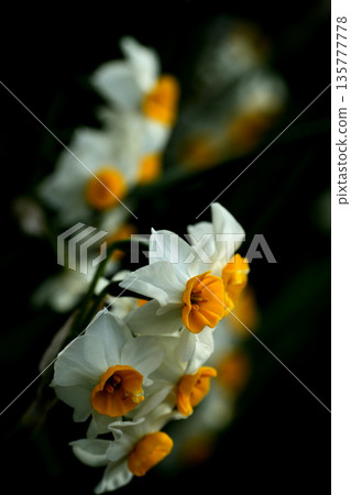 White daffodils emerging from a black background 135777778