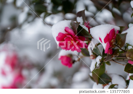 雪覆蓋的山茶花 雪覆蓋的山茶花 135777805