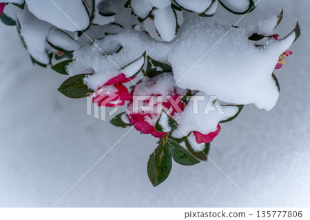 雪覆蓋的山茶花 雪覆蓋的山茶花 135777806