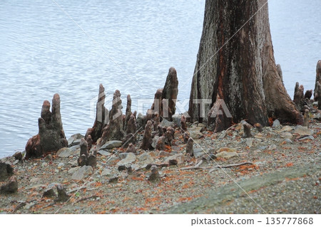 Root of arachis Root of arachis 135777868