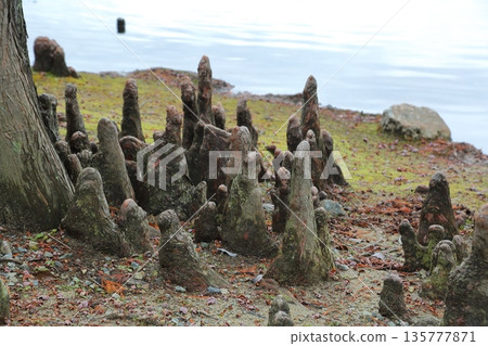 Root of arachis Root of arachis 135777871