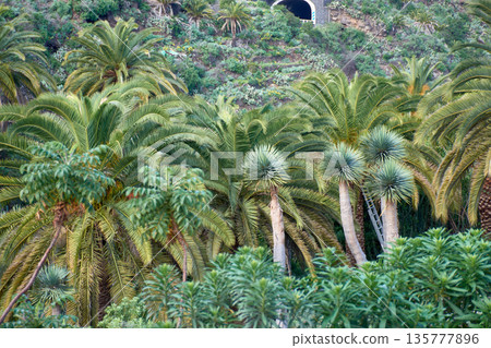 Lush Canary Island date palms in the foreground with the hillside of Icod de los Vinos in the background in Tenerife Lush Canary Island date palms in the foreground with the hillside of Icod de los Vinos in the background in Tenerife 135777896