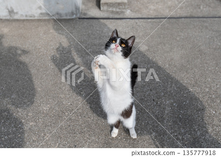 Standing cat 135777918