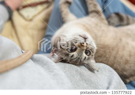 Cute cat relaxing on its owner: Siamese tabby cat 135777922
