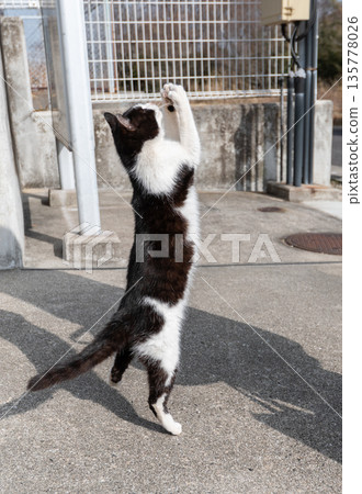 Standing cat Standing cat 135778026