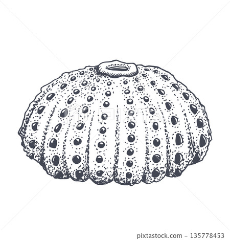 Sea urchin shell black and white vector illustration. Realistic black and white shell illustration for ocean reef nautical designs, aquarium fish products and diving brochures 135778453