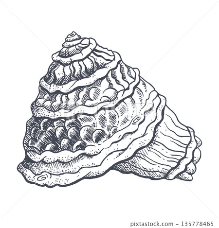 Spiral conch shell black and white line drawing. Vector seashell illustration in detailed realistic style for summer tropical designs, tourist vacation brochures and coastal clip art 135778465