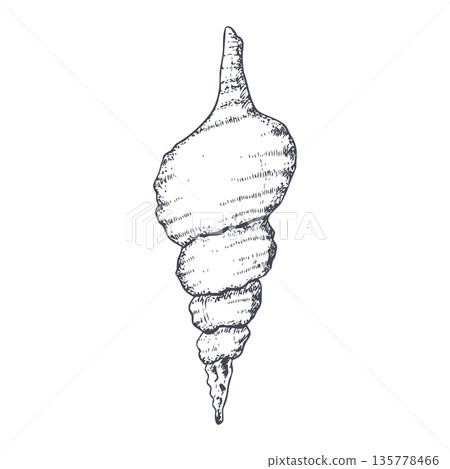 Black and white seashell vector illustration in detailed realistic style. Hand drawn coastal clipart. Summer tropical sea shell graphic print for vacation ink designs 135778466