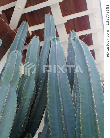 Columnar cactus thorns 135778682