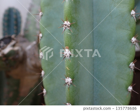 Columnar cactus thorns 135778686