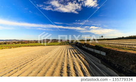 Blue sky, green fields and vast cabbage fields Blue sky, green fields and vast cabbage fields 135779334