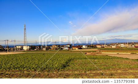 藍天、綠田和廣闊的捲心菜田 135779398