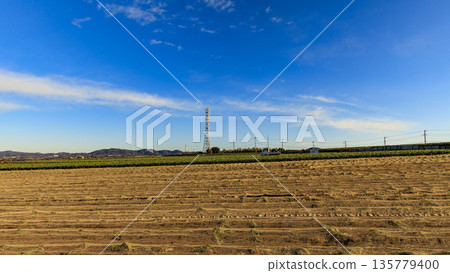 Blue sky, green fields and vast cabbage fields Blue sky, green fields and vast cabbage fields 135779400