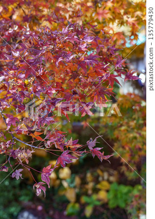 Minoh Park near osaka at autumn time Minoh Park near osaka at autumn time 135779430