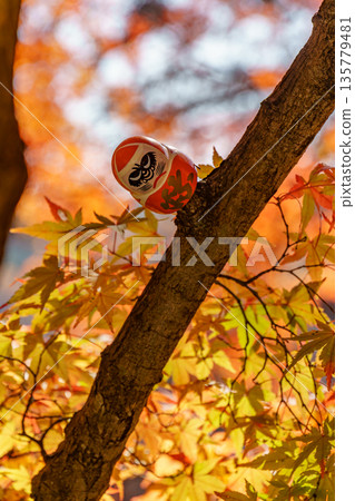 Minoh Park near osaka at autumn time 135779481