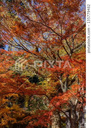 Minoh Park near osaka at autumn time 135779482