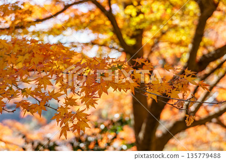Minoh Park near osaka at autumn time 135779488