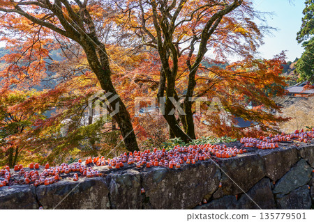Minoh Park near osaka at autumn time Minoh Park near osaka at autumn time 135779501