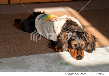 Our cute dachshund relaxing in the room 135779528