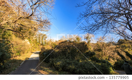 Winter in Koajiro Forest 135779905