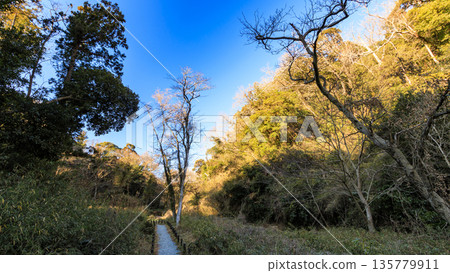 Winter in Koajiro Forest 135779911