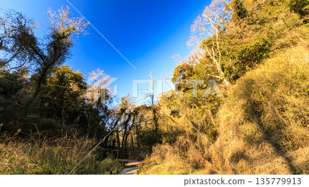 Winter in Koajiro Forest 135779913