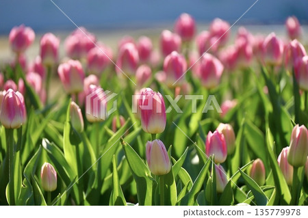 川口市綠地中心,鮮豔的粉紅色鬱金香在藍色背景的襯托下格外醒目。 川口市綠地中心,鮮豔的粉紅色鬱金香在藍色背景的襯托下格外醒目。 135779978