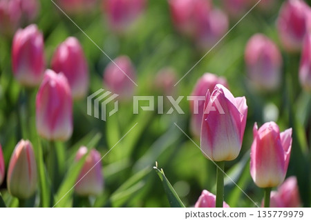 川口市綠地中心,明亮的粉紅色鬱金香在陽光下綻放 川口市綠地中心,明亮的粉紅色鬱金香在陽光下綻放 135779979