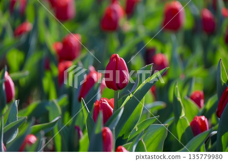 Red tulips in full bloom covering the entire garden 135779980