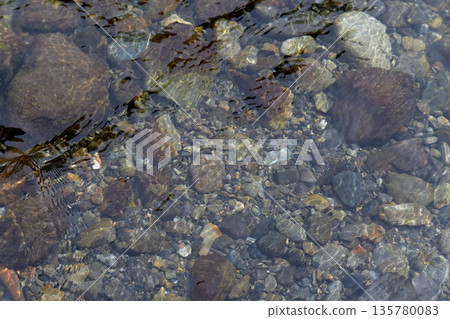 A clear mountain stream with pebbles and a streamscape 135780083