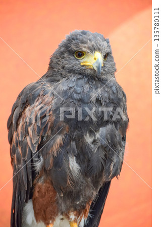 Harris Hawk Harris Hawk 135780111