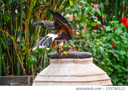 哈里斯霍克 哈里斯霍克 135780121