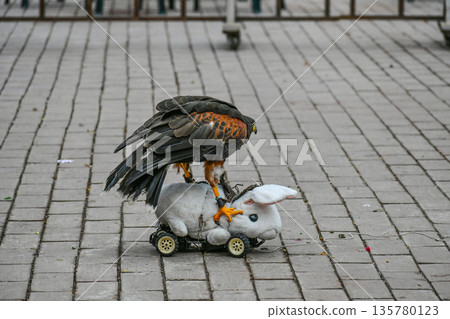 Harris Hawk Harris Hawk 135780123