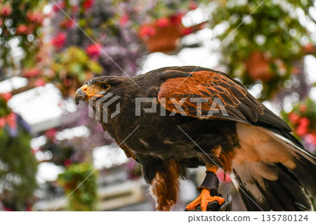 Harris Hawk Harris Hawk 135780124