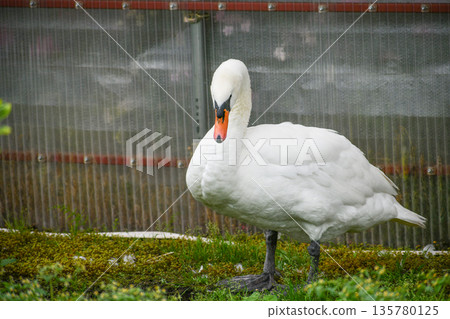 Cobb天鵝 135780125